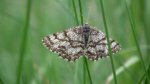 Pyliniak wrzosiak (Ematurga atomaria, Geometridae)
