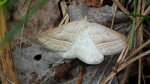 Skalniak orliczak (Petrophora chlorosata)