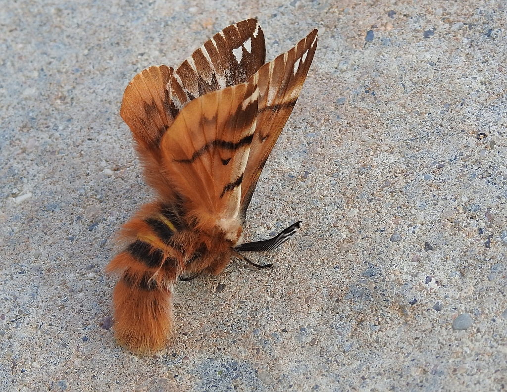 Nasierszyca brzozówka, nasierszyca różnobarwna (Endromis versicolora) samiec