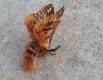 Nasierszyca brzozówka, nasierszyca różnobarwna (Endromis versicolora) samiec
