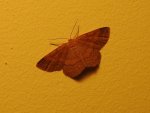 Krocznik ochrowiak (Idaea ochrata)