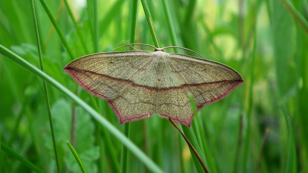 Walgina rdestniak (Calothysanis griseata)