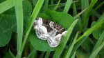 Paśnik posmutek (Epirrhoe tristata)