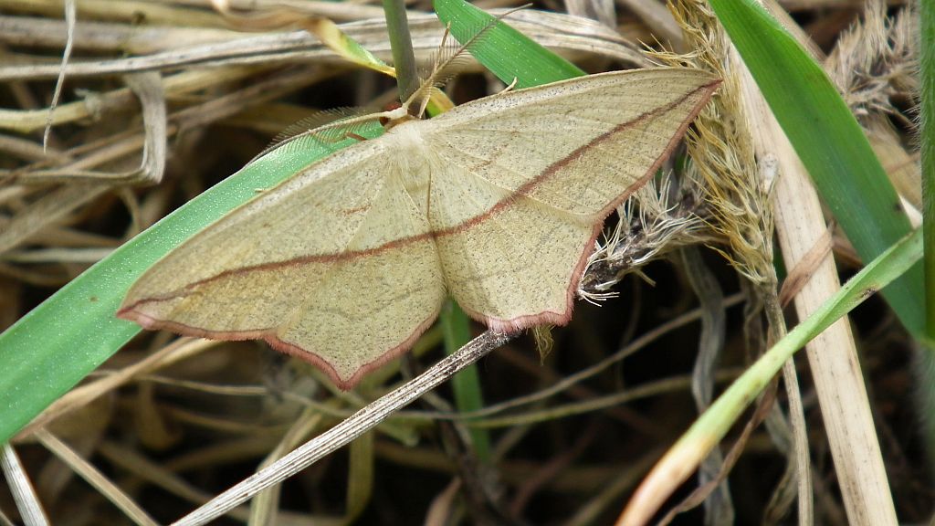 Walgina rdestniak (Calothysanis griseata)