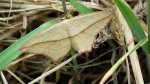 Walgina rdestniak (Calothysanis griseata)