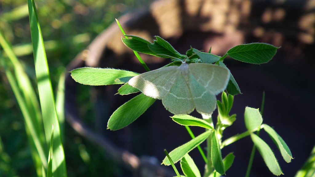 Miernik seledyniak (Chlorissa viridata)
