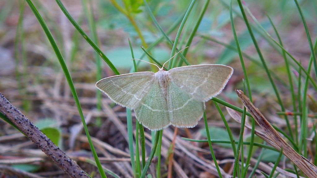 Miernik seledyniak (Chlorissa viridata)
