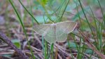 Miernik seledyniak (Chlorissa viridata)