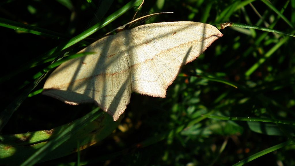 Walgina rdestniak (Calothysanis griseata)
