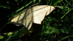 Walgina rdestniak (Calothysanis griseata)