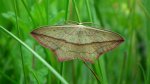 Walgina rdestniak (Calothysanis griseata)