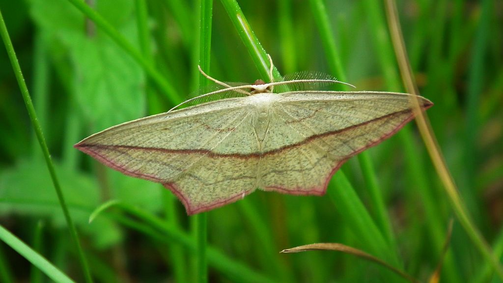 Walgina rdestniak (Calothysanis griseata)