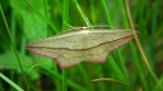 Walgina rdestniak (Calothysanis griseata)
