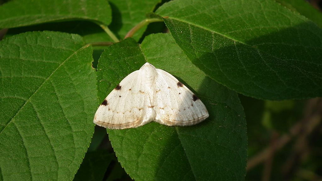 Ciemnokres dwuplamek (Lomographa bimaculata)