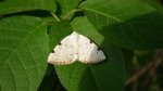 Ciemnokres dwuplamek (Lomographa bimaculata)