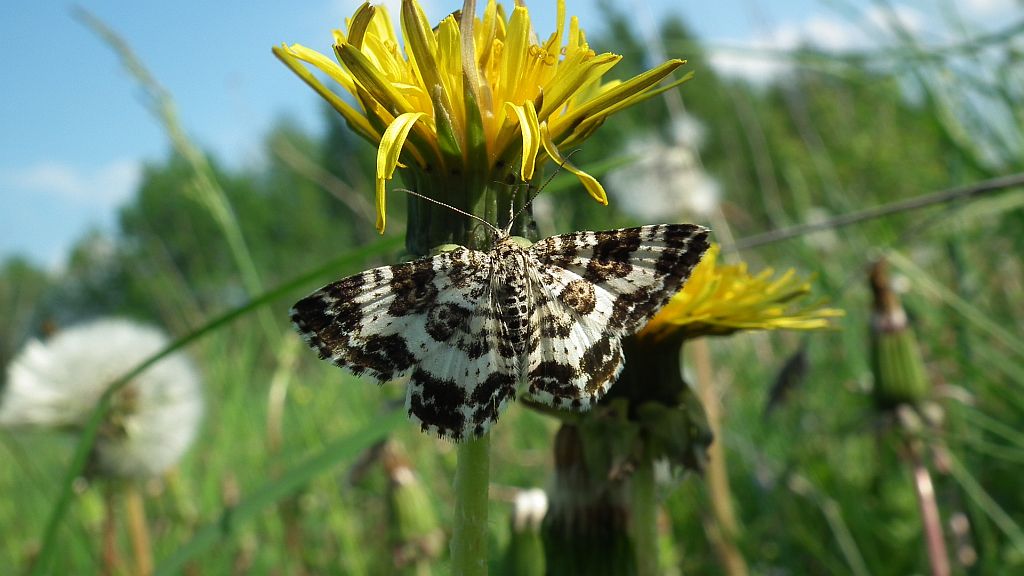 Paśnik posmutek (Epirrhoe tristata)