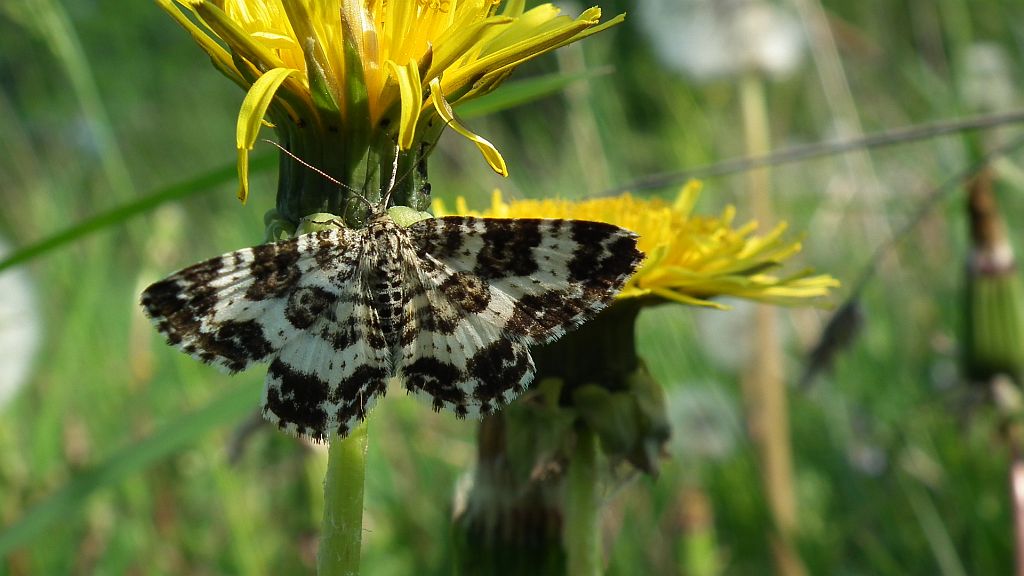 Paśnik posmutek (Epirrhoe tristata)