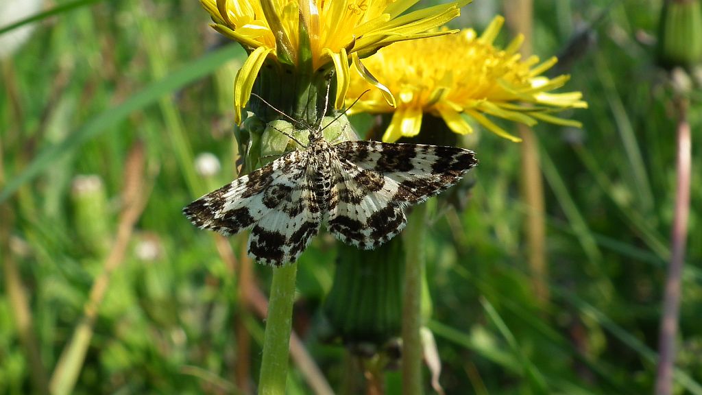 Paśnik posmutek (Epirrhoe tristata)