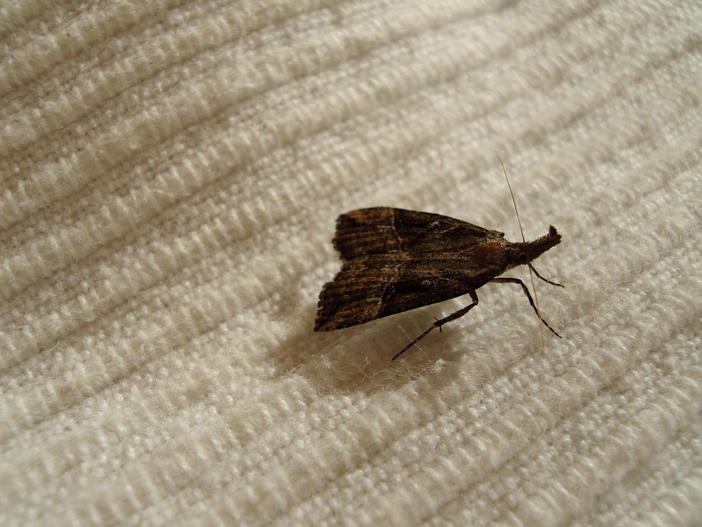Rozszczepka nosatka (Hypena rostralis)