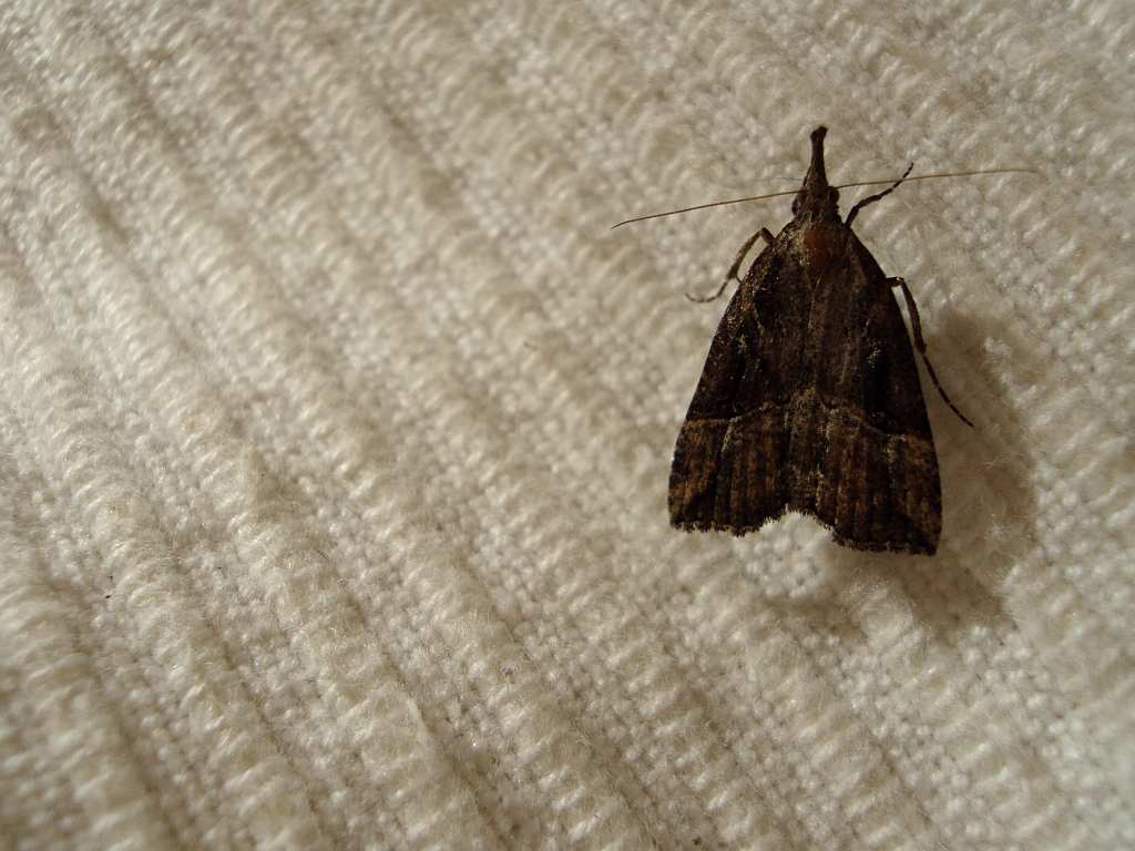 Rozszczepka nosatka (Hypena rostralis)