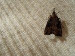 Rozszczepka nosatka (Hypena rostralis)