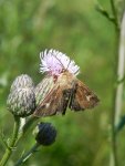 Kosiczka łąkowa (Cerapteryx graminis)