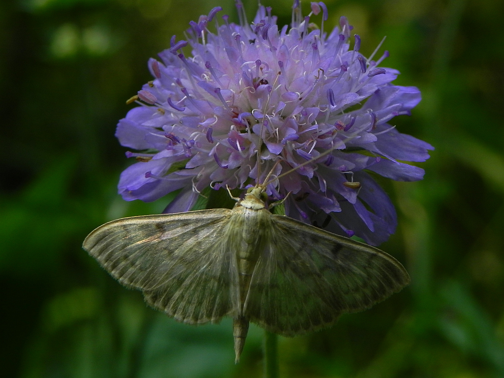Anania perlucidalis