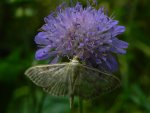 Anania perlucidalis