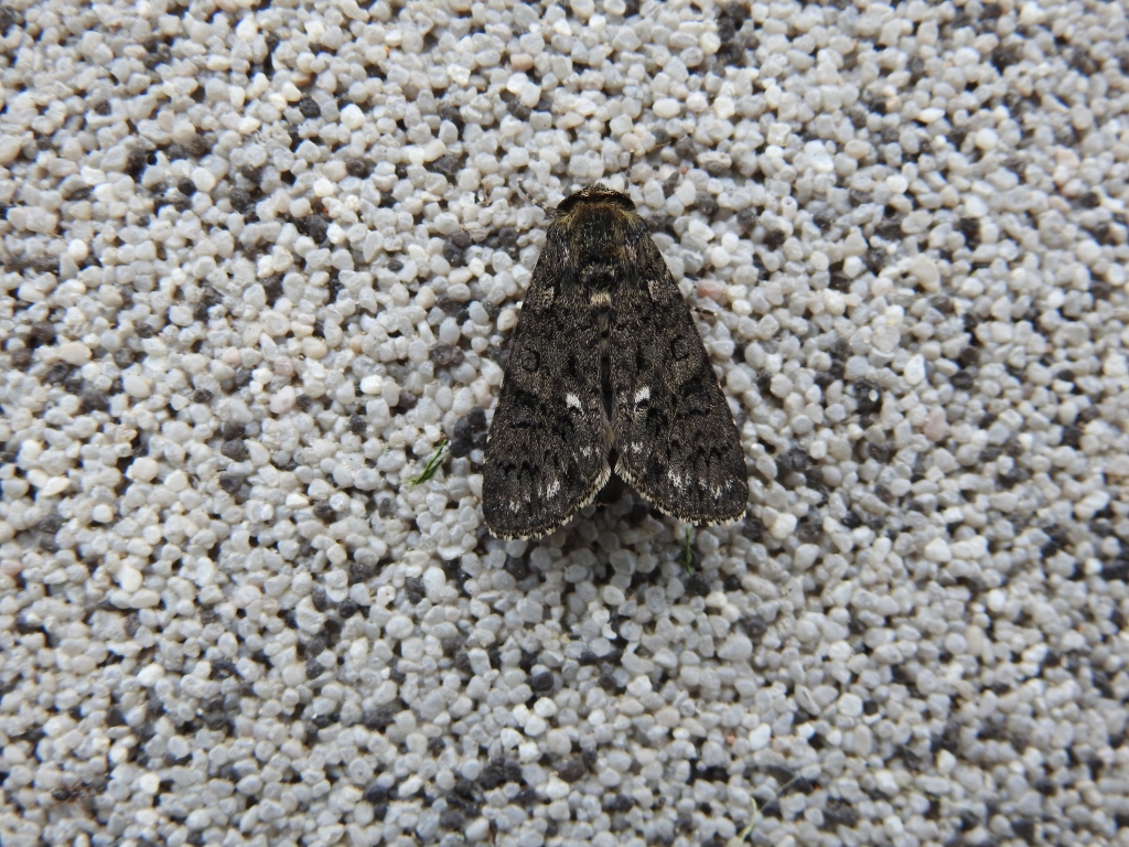 Wieczernica szczawiówka (Acronicta rumicis)