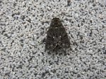 Wieczernica szczawiówka (Acronicta rumicis)