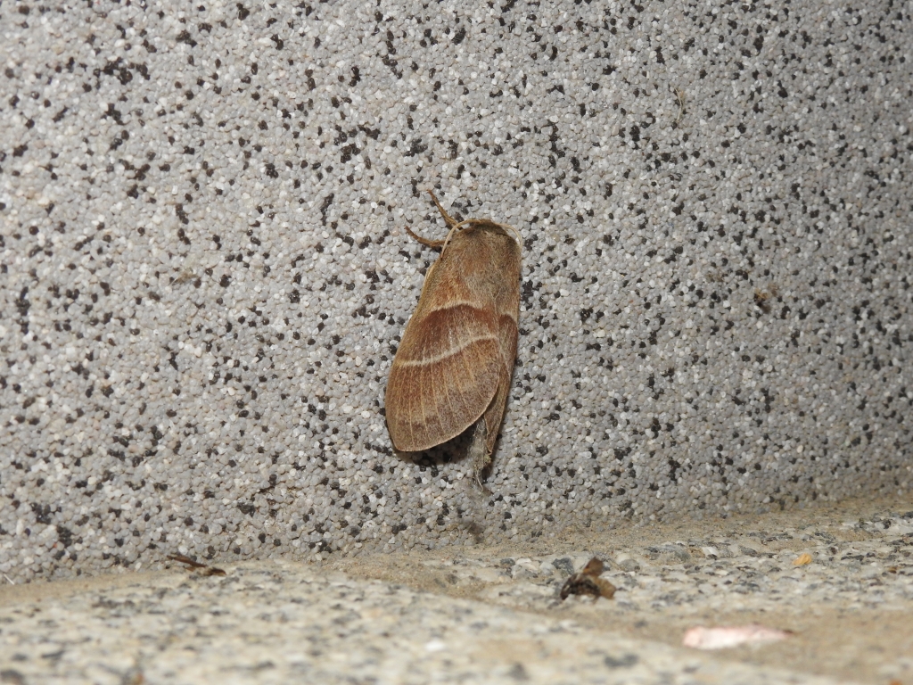 Barczatka malinówka (Macrothylacia rubi)