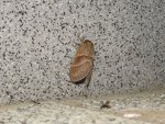 Barczatka malinówka (Macrothylacia rubi)
