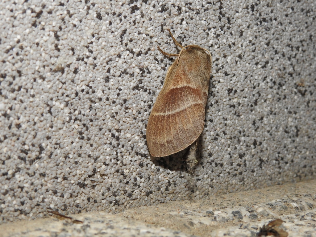 Barczatka malinówka (Macrothylacia rubi)