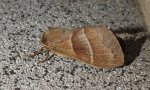 Barczatka malinówka (Macrothylacia rubi)