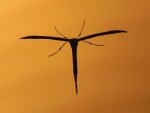 Piórolotek zwyczajny (Emmelina monodactyla)