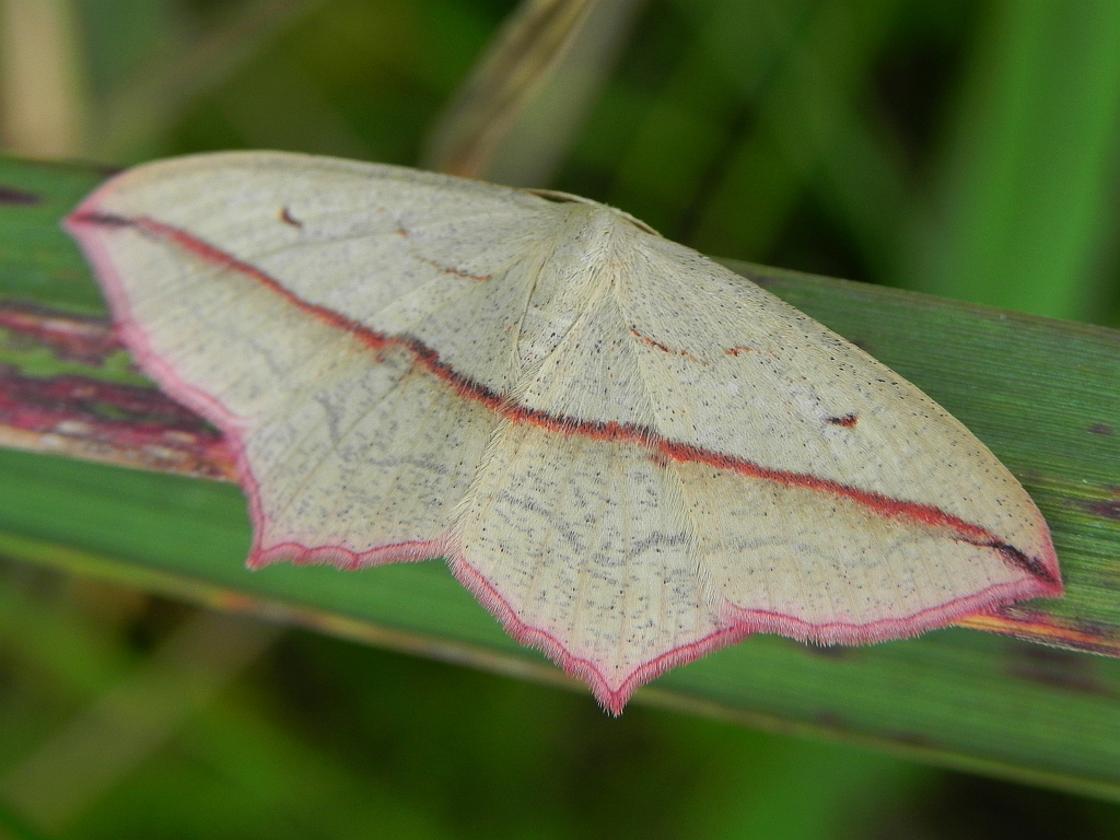 Walgina rdestniak (Timandra comae, Calothysanis amata)