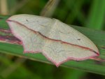 Walgina rdestniak (Timandra comae, Calothysanis amata)
