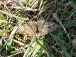Przylepek pomrocznik (Ectropis crepuscularia)