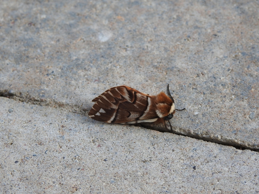 Nasierszyca brzozówka, nasierszyca różnobarwna (Endromis versicolora)