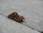 Nasierszyca brzozówka, nasierszyca różnobarwna (Endromis versicolora)