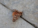 Nasierszyca brzozówka, nasierszyca różnobarwna (Endromis versicolora)