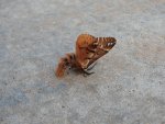 Nasierszyca brzozówka, nasierszyca różnobarwna (Endromis versicolora)