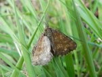 Poproch pylinkowiak (Ematurga atomaria)
