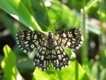 Witalnik nostrzak (Semiothisa clathrata)