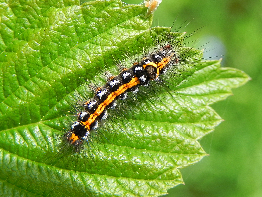 Kuprówka złotnica (Euproctis similis)