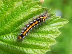 Kuprówka złotnica (Euproctis similis)