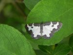 Plamiec nabuczak (Lomaspilis marginata)