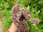 Kraśnik sześcioplamek, błyszczenica łomignatek (Zygaena filipendulae)