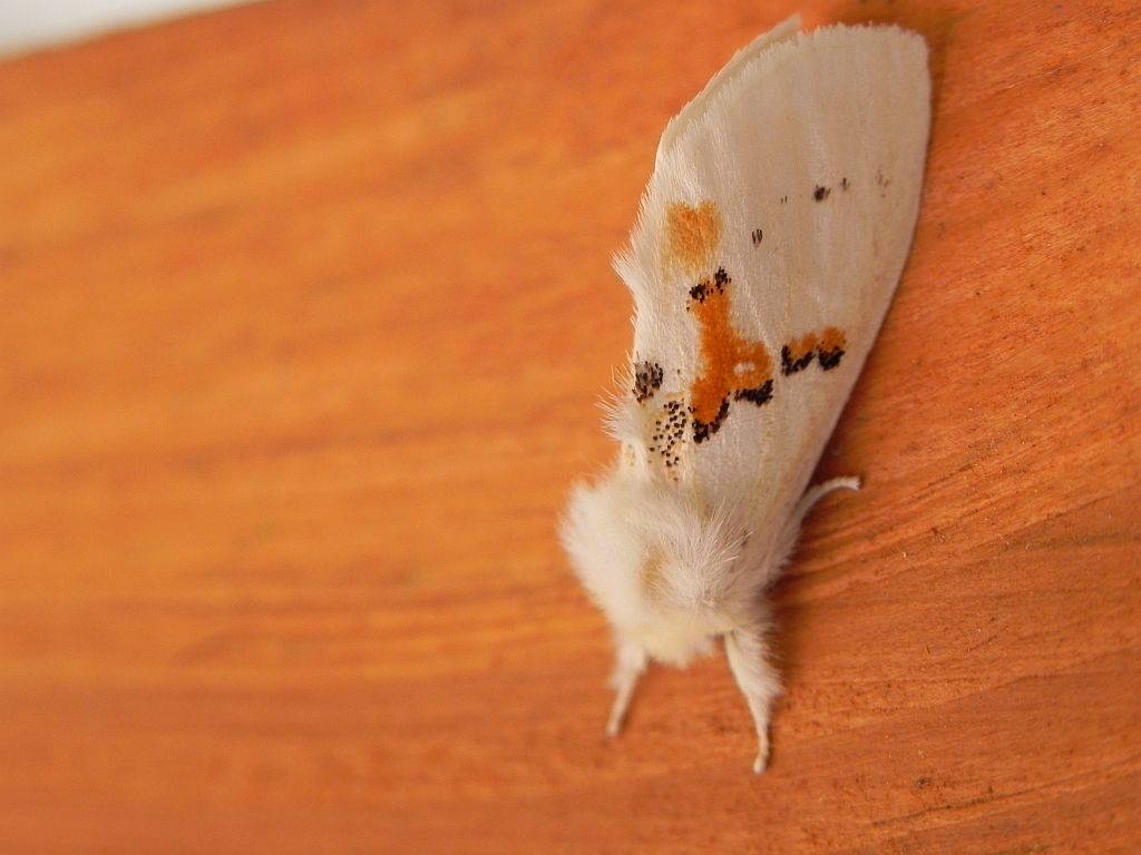 Białoząbka dwubarwica (Leucodonta bicoloria)