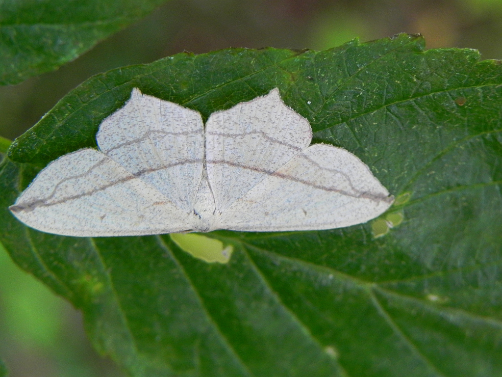 Walgina rdestniak (Timandra comae, Calothysanis amata)